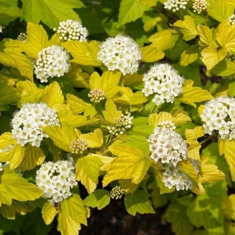 Пузыреплодник калинолистный «Дартс Голд» - Physocarpus opulifolius «Dart’s Gold»