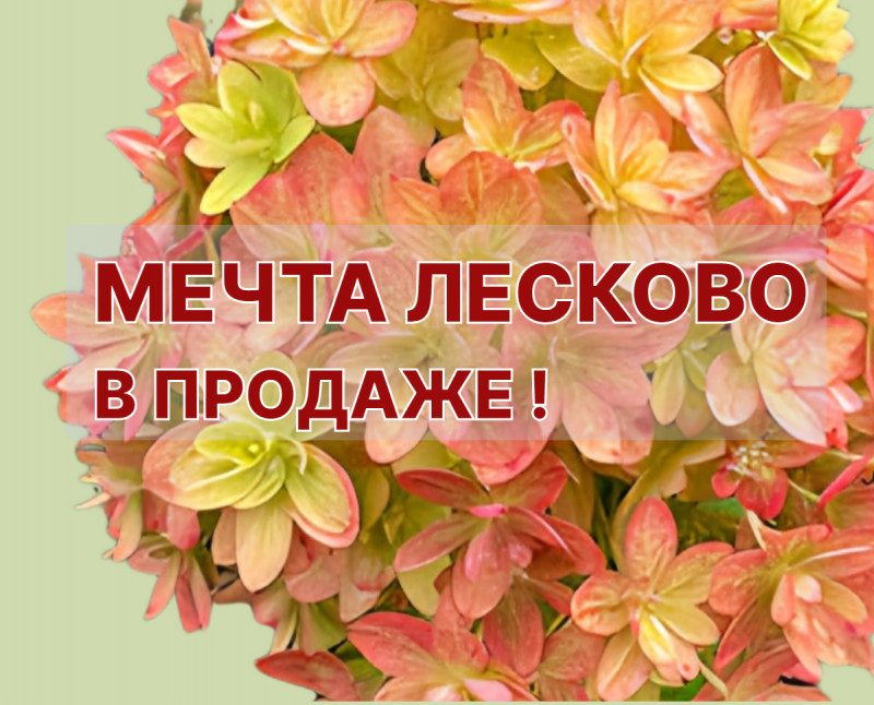 МЕЧТА ЛЕСКОВО - в продаже!