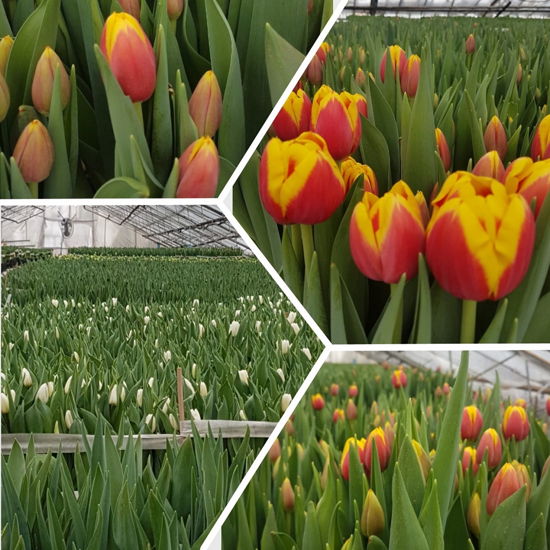 Тюльпаны на праздник 8 марта Тюльпаны на праздник 8 марта