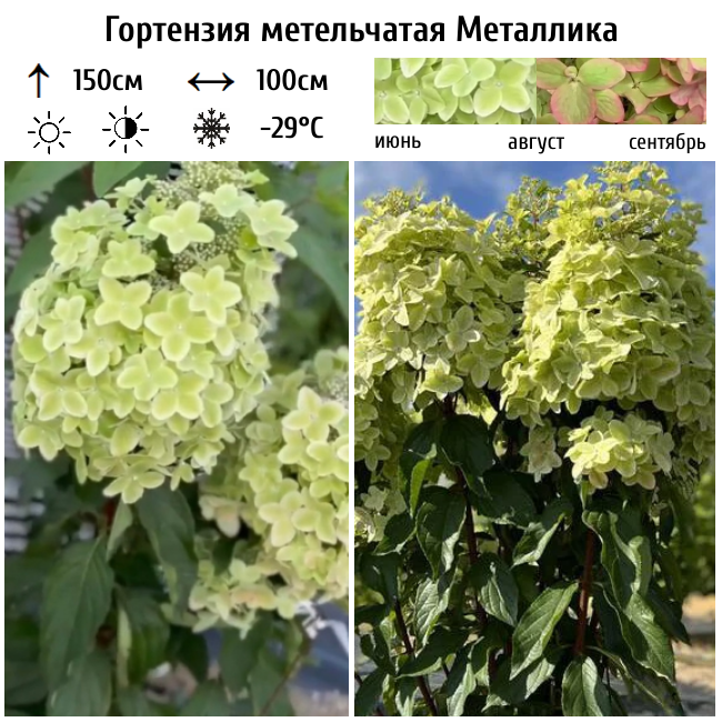 Основное изображение товара