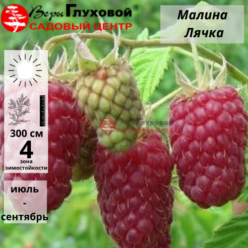 Малина Лячка