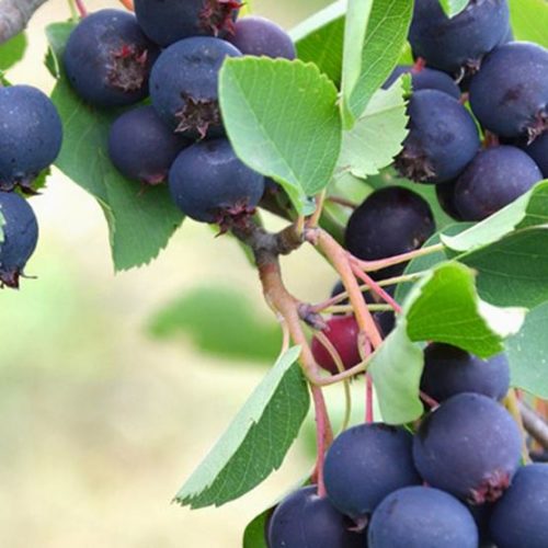 Основное изображение товара