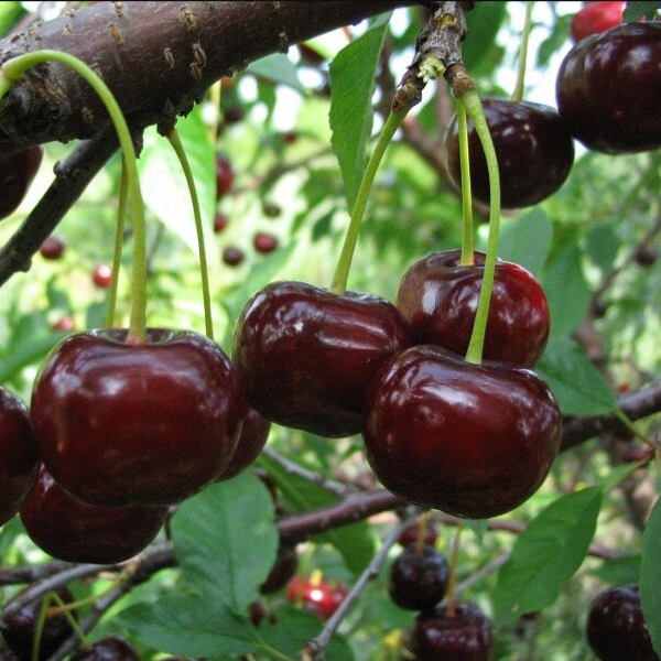 Дюк Чудо-вишня (ранний сорт)