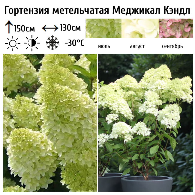 Основное изображение товара