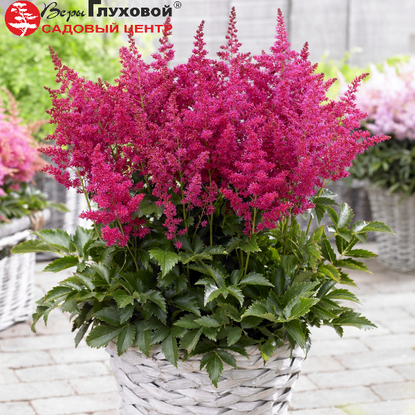 Основное изображение товара