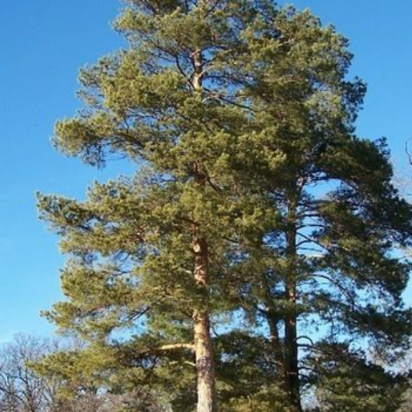 Основное изображение товара