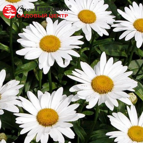 Основное изображение товара