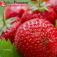 Девятнадцать сортов земляники