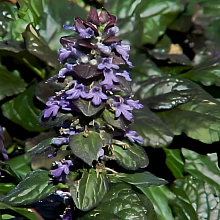 Основное изображение товара