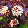 Пузыреплодник калинолистный (Physocarpus opulifolius) Ред Барон   С3 СП/24