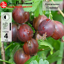 Основное изображение товара