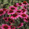 Эхинацея пурпурная (Echinacea purpurea) Фатал Эттрэкшн С2 ГлХ/26