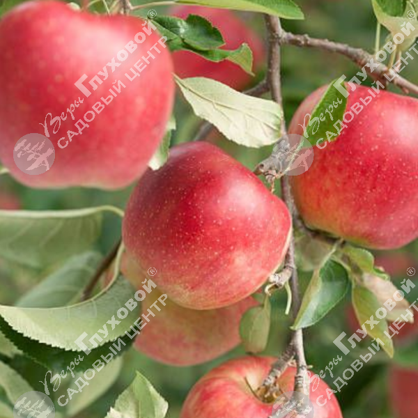 Яблоня "Жигулевское" на фото