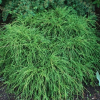 Кипарисовик горохоплодный (Chamaecyparis pisifera) Филифера Нана С3 СП/24