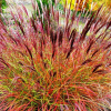 Мискантус китайский (Miscanthus sinensis) Ред Чиф С2 НСп/26