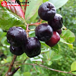Арония Черноплодная