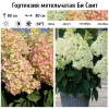 Гортензия метельчатая (Hydrangea paniculata) Би Свит С5 НАп/26