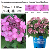 Гортензия крупнолистная (Hydrangea macrophyllа) Эндлесс Саммер Твист Шот Пинк С3 БдН/23
