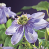 Клематис "Блю Лайт" на фото