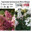 Гортензия метельчатая (Hydrangea paniculata) Мега Минди Р9 СП/25