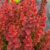 Барбарис Тунберга (Berberis thunbergii) Неон С3 СП/25