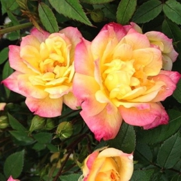 Основное изображение товара