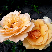 Основное изображение товара