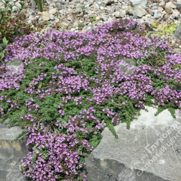 Тимьян ранний ‘Пигмей’ на фото