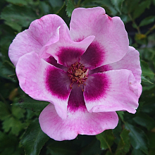 Основное изображение товара