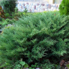 Можжевельник средний "Пфитцериана Глаука" на фото