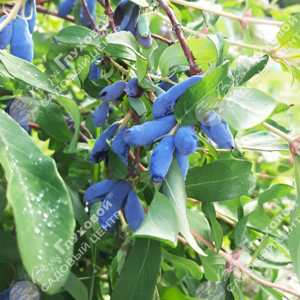 Жимолость "Восторг" на фото