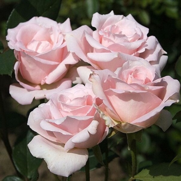 Основное изображение товара