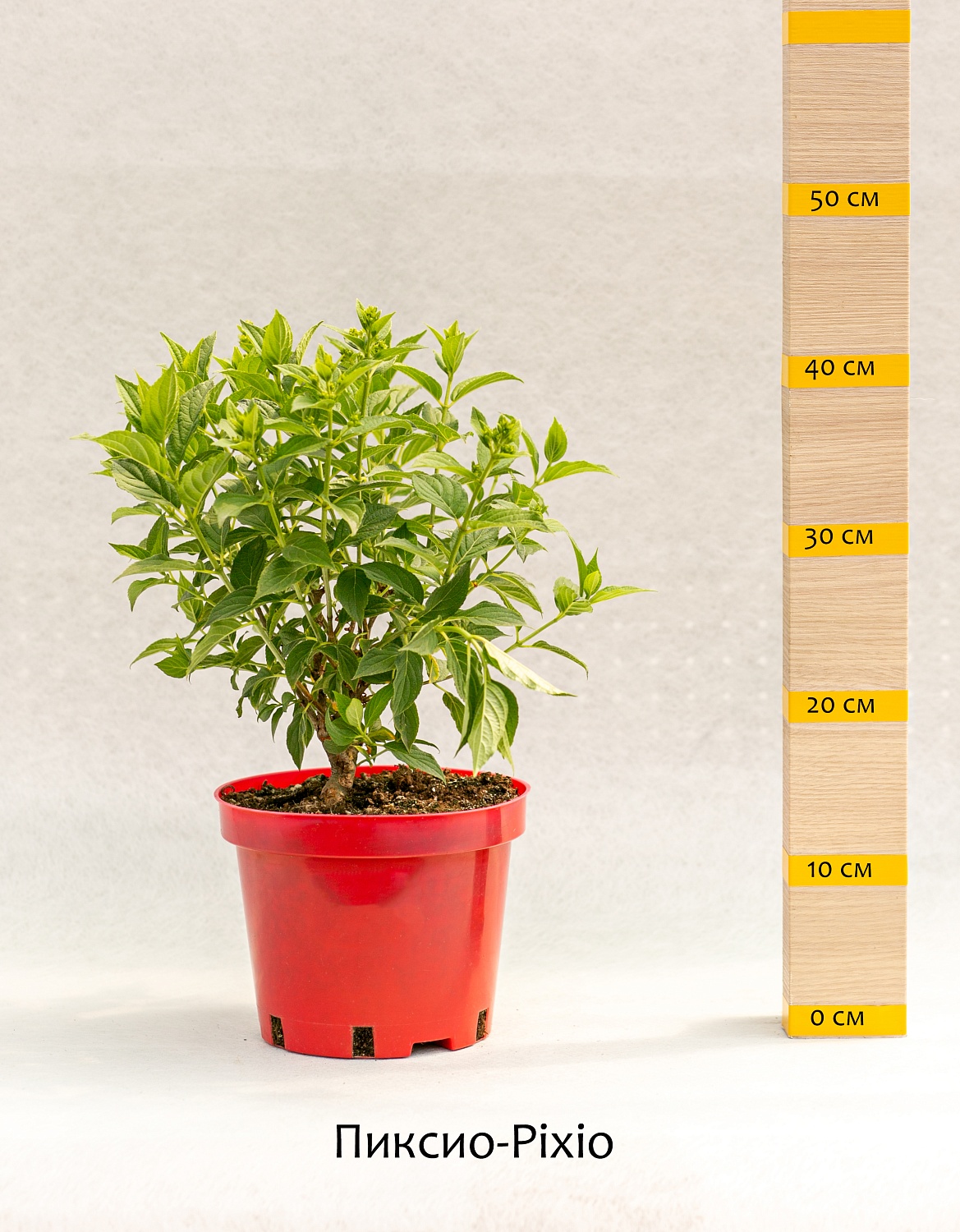 Новинки гортензий сезона 2022-2023 года