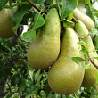 Груша 