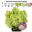 Гортензия метельчатая 