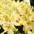 Рододендрон крупноцветковый 