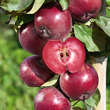 Основное изображение товара