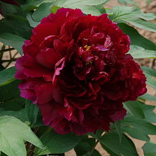 Основное изображение товара