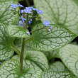 Бруннера крупнолистная 