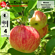 Яблоня 