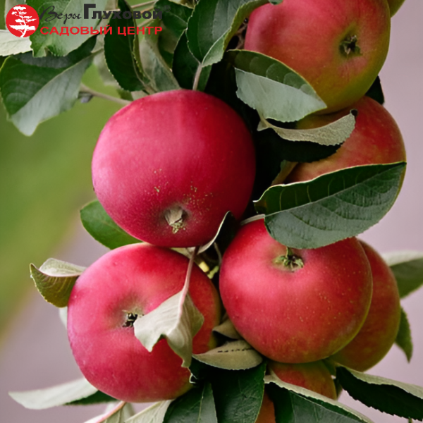 Яблоня колоновидная Валюта (зимний сорт)