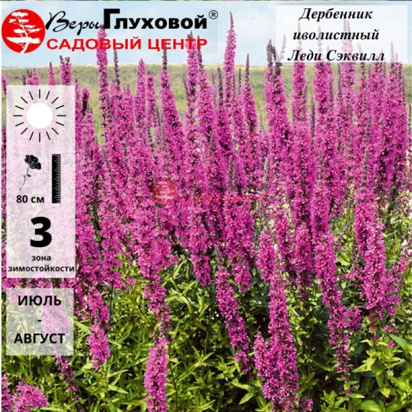 Основное изображение товара