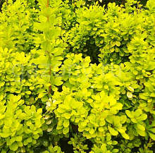 Основное изображение товара