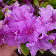 Основное изображение товара