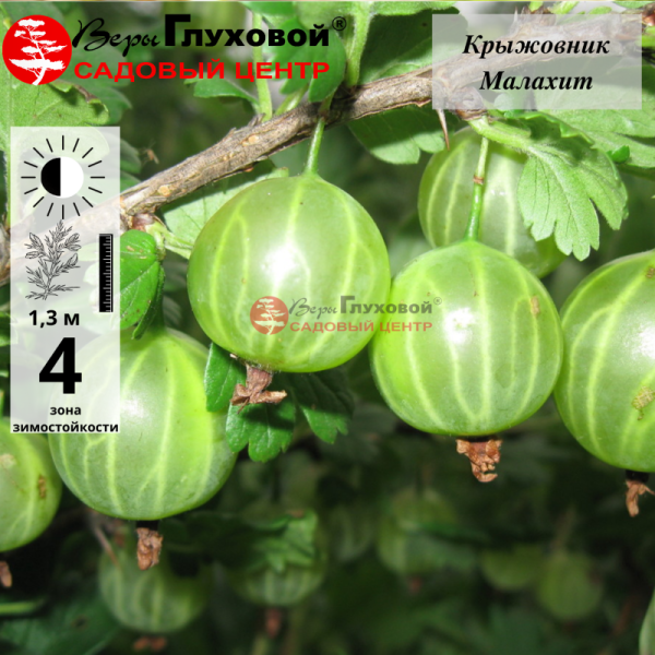 Крыжовник Малахит (среднего срока созревания)