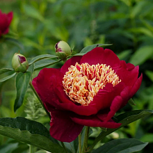 Основное изображение товара