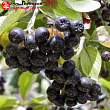 Арония 