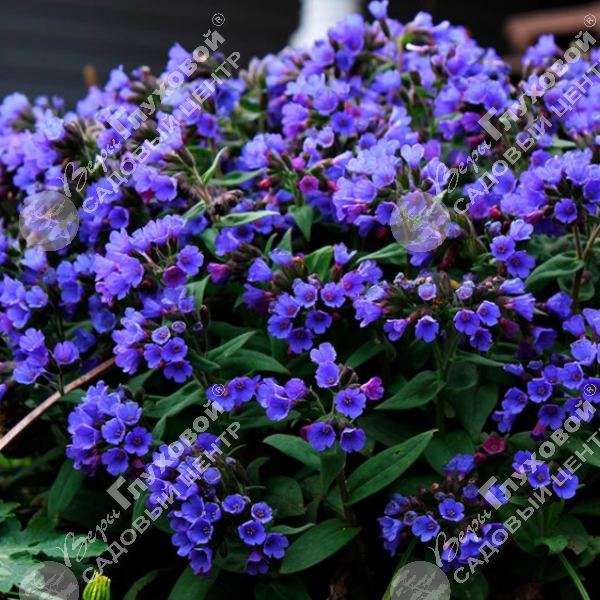 Медуница гибридная  "Блю Энсайн" на фото