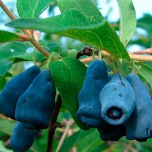 Жимолость Амфора