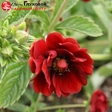 Основное изображение товара